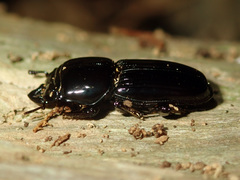 Figulus laevipennis