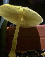 Leucocoprinus birnbaumii