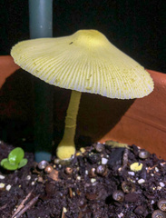 Leucocoprinus birnbaumii