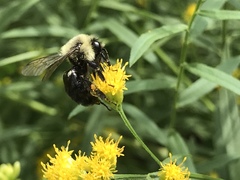Bombus impatiens