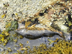 Hexagrammos stelleri