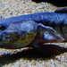 Violet Goby - Photo (c) Cedricguppy - Loury Cédric, some rights reserved (CC BY-SA)