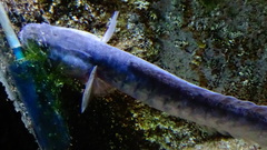 Violet Goby photo 4