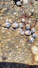 Echinolittorina peruviana