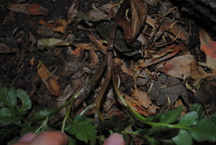 Sceptridium multifidum