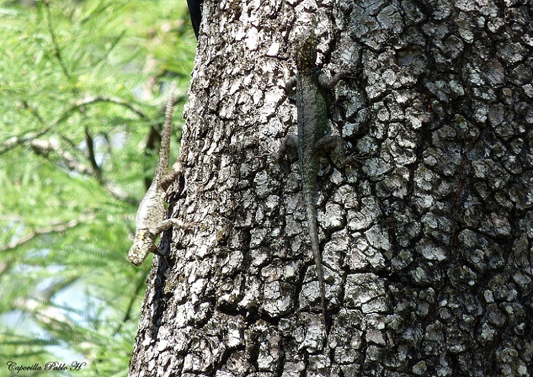 Enlaguna Blanca Spiny Lizard