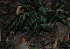 Sceptridium multifidum