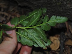 Sceptridium multifidum