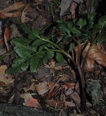 Sceptridium multifidum