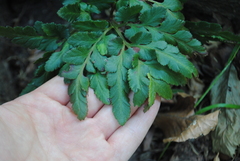 Sceptridium multifidum