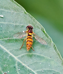 Sphaerophoria pyrrhina