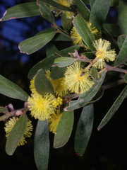 Acacia rostriformis