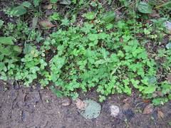 Potentilla centigrana