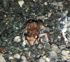 Eleutherodactylus planirostris