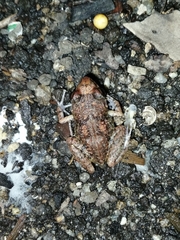 Eleutherodactylus planirostris