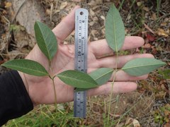 Erythrina crista-galli