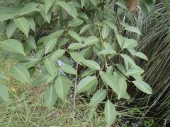 Erythrina crista-galli