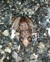 Eleutherodactylus planirostris