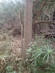 Erythrina crista-galli