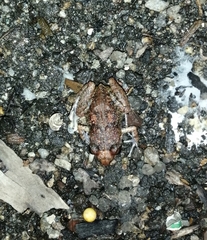 Eleutherodactylus planirostris