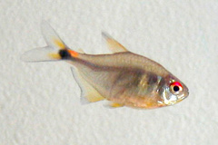 Head and Tail Light Tetra