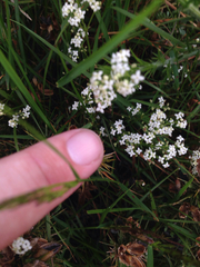 Galium saxatile