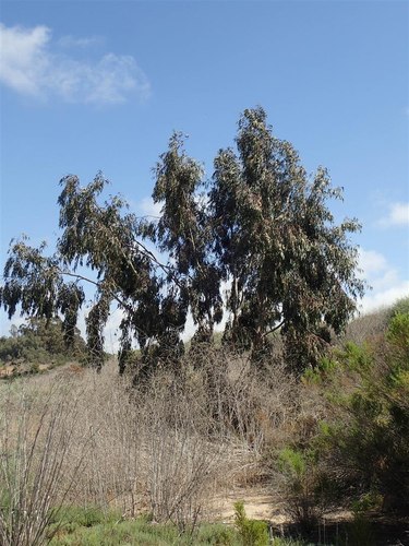 iNaturalist observation photo of River Red Gum
