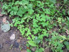 Potentilla centigrana
