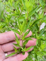 Anisacanthus quadrifidus