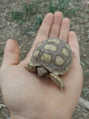 Centrochelys sulcata