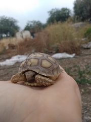 Centrochelys sulcata