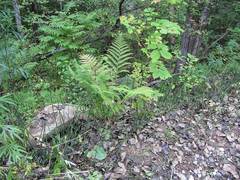 Athyrium sinense