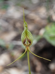 Pterostylis barbata