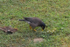 Acridotheres tristis