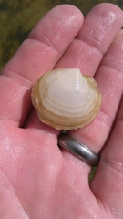 Phacoides pectinatus