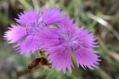 Dianthus seguieri