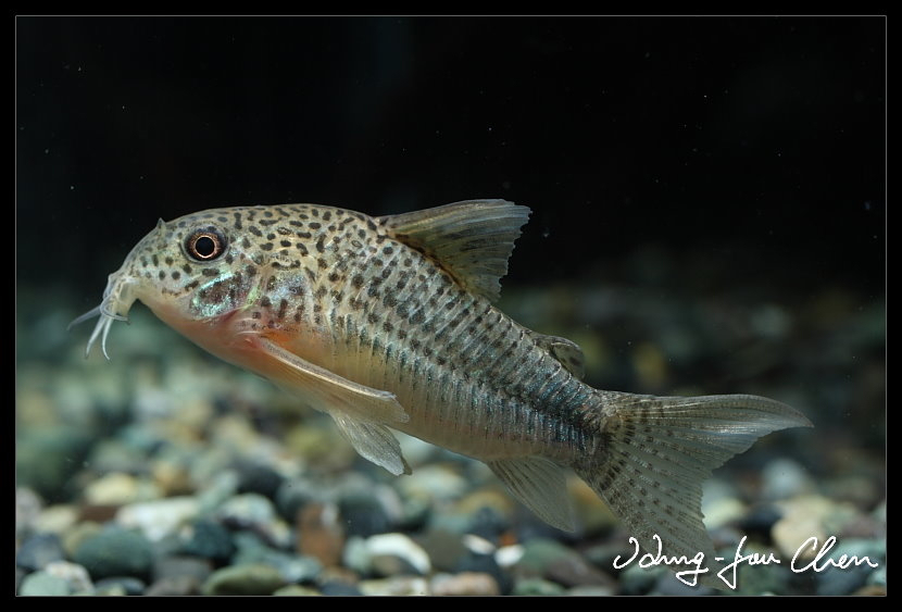 Cory similis (Hoplisoma simile)
