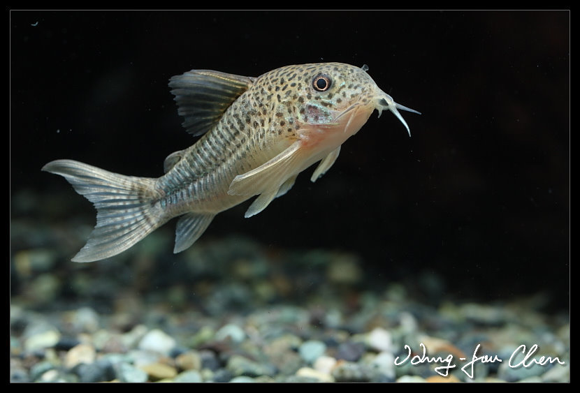 Cory similis (Hoplisoma simile)