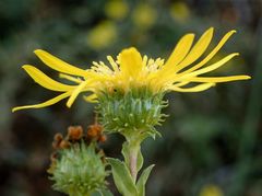 Grindelia squarrosa serrulata