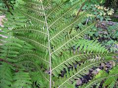 Athyrium sinense