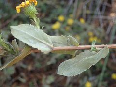 Grindelia squarrosa serrulata