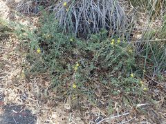 Grindelia squarrosa serrulata