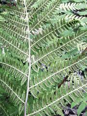 Athyrium sinense