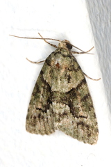 Pherechoa crypsichlora