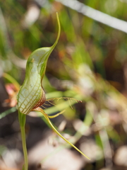 Pterostylis barbata