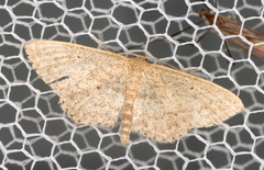Scopula hypochra