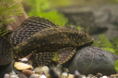 Gold Spot Pleco photo 2