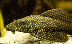 Gold Spot Pleco photo 3