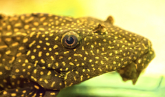 Gold Spot Pleco photo 4