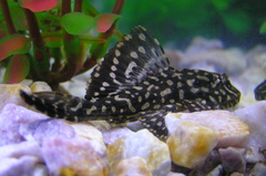 Gold Spot Pleco photo 5